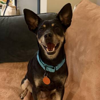 Cassie -  Chihuahua Dog for Adoption - Cassie | PetCurious