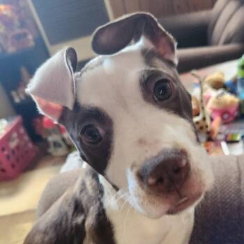 Rescue Pit Bull Terrier Dogs for Adoption in Wyandotte, Michigan - Rhubarb | PetCurious