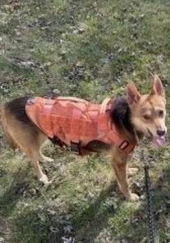 German Shepherd Dog and Mixed Breed Dogs Available for Adoption - CLYDE | PetCurious