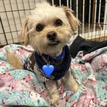 Poodle Dogs Available for Adoption in Larkfield-wikiup, California - Kaylee | PetCurious