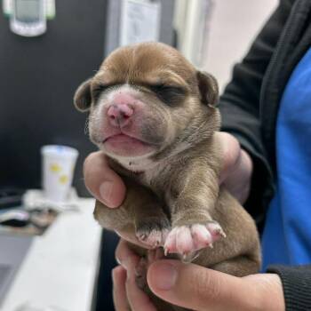Sioux 26-05-005 -  Mixed Breed Dog for Adoption in Bastrop, Texas - Sioux 26-05-005 | PetCurious