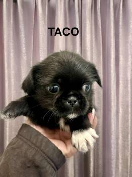 Taco -  Pug Dog for Adoption in Sumter, South Carolina - Taco | PetCurious
