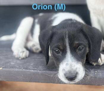 Orion -  Border Collie Dog for Adoption in Winter Park, Colorado - Orion | PetCurious