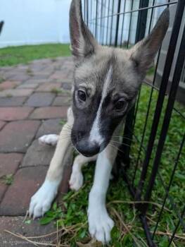 Rescue Siberian Husky and Labrador Retriever Dogs for Adoption in Casselberry, Florida - Gourdy | PetCurious