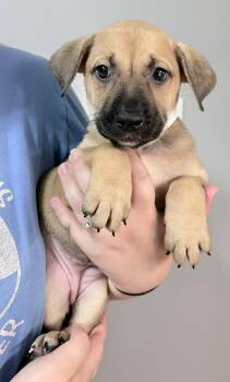 Amy -  Pit Bull Terrier and Shepherd Dog for Adoption in Oxford, Michigan - Amy | PetCurious