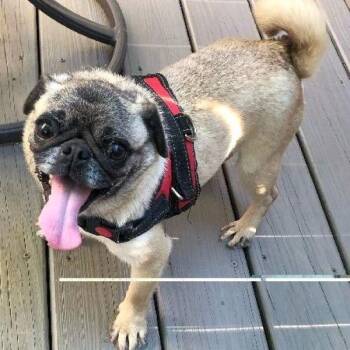 Pug Dogs Available for Adoption in Alvin, Texas - Iris | PetCurious