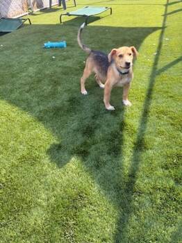 Tweety -  Mixed Breed Dog for Adoption in Hamilton, Montana - Tweety | PetCurious