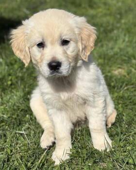 Golden Retriever Dogs Available for Adoption in Malvern, Pennsylvania - Reuben | PetCurious