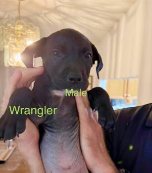 Rescue Black Labrador Retriever Dogs for Adoption in Lorida, Florida - Wrangler | PetCurious