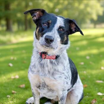 Australian Cattle Dog Blue Heeler and Mixed Breed Dogs Available for Adoption in Richmond, California - CHOCOLATE Now PALOMA | PetCurious