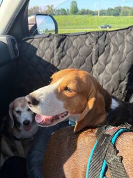 Palmer -  Beagle Dog for Adoption in Minneapolis, Minnesota - Palmer | PetCurious