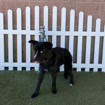 AQUA -  Australian Shepherd Dog for Adoption in Modesto, California - AQUA | PetCurious