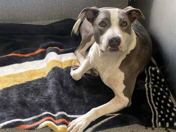 Pit Bull Terrier Dogs Available for Adoption in Tustin, California - BUMPY | PetCurious