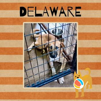Delaware -  Husky and Shepherd Dog for Adoption in Monticello, Indiana - Delaware | PetCurious