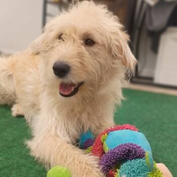 Sonic The Sweet, Snuggly, Adventure- Ready Doodle Mix -  Goldendoodle and Wheaten Terrier Dog for Adoption in Houston, Texas - Sonic The Sweet, Snuggly, Adventure- Ready Doodle Mix | PetCurious
