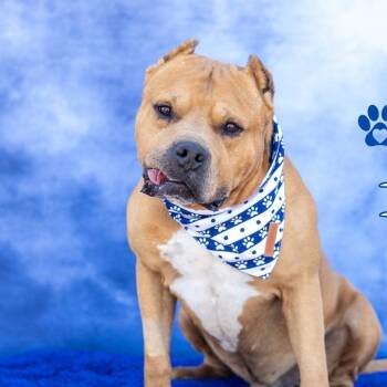 Rescue Pit Bull Terrier Dogs for Adoption in Midland, Texas - Turk | PetCurious