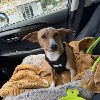 Cody -  Chihuahua and Dachshund Dog for Adoption in Tampa, Florida - Cody | PetCurious