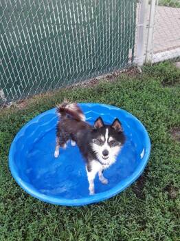 Boey -  Pomeranian and Husky Dog for Adoption in South Bend, Indiana - Boey | PetCurious