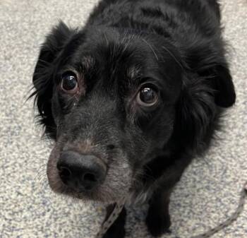 Katie -  Border Collie Dog for Adoption in Golden, Colorado - Katie | PetCurious