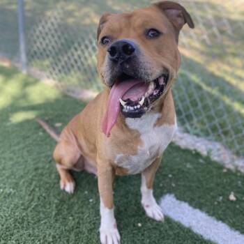 Rescue Mixed Breed Dogs for Adoption in Batavia, Ohio - Mummy | PetCurious