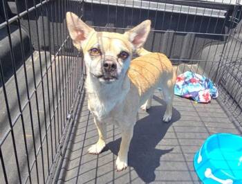 Chihuahua Dogs Available for Adoption in Fort Lauderdale, Florida - OZZY | PetCurious