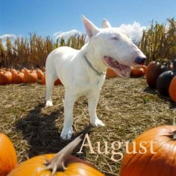 Rescue Bull Terrier Dogs for Adoption in Palm Desert, California - August | PetCurious