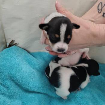 Daisy -  Rat Terrier and Beagle Dog for Adoption in Coos Bay, Oregon - Daisy | PetCurious