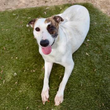 Dahlia -  Mixed Breed Dog for Adoption in Milton, Florida - Dahlia | PetCurious