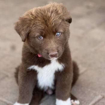 Koda Bear -  Australian Shepherd and Mixed Breed Dog for Adoption in Phoenix, Arizona - Koda Bear | PetCurious