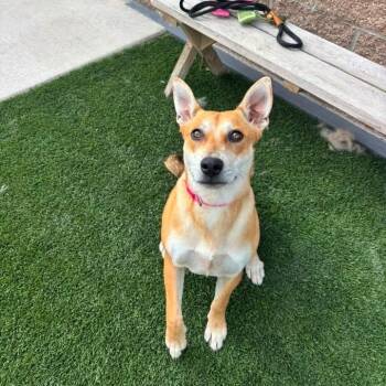 Foxy -  Carolina Dog and Husky Dog for Adoption in Prineville, Oregon - Foxy | PetCurious
