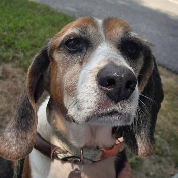 Baxter *Bonded with Carlos* -  Beagle Dog for Adoption in Kennebunk, Maine - Baxter *Bonded With Carlos* | PetCurious