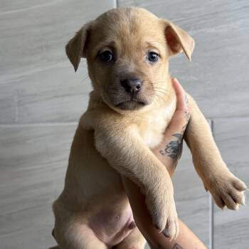 Mixed Breed Dogs Available for Adoption in Las Vegas, Nevada - Vans | PetCurious