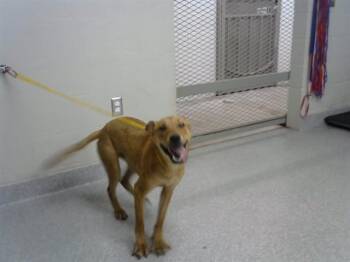 RUBY -  Carolina Dog and Mixed Breed Dog for Adoption in Pasadena, Texas - RUBY | PetCurious