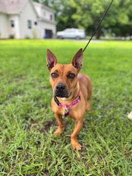 Sasha -  Dachshund and Terrier Dog for Adoption in Aiken, South Carolina - Sasha | PetCurious