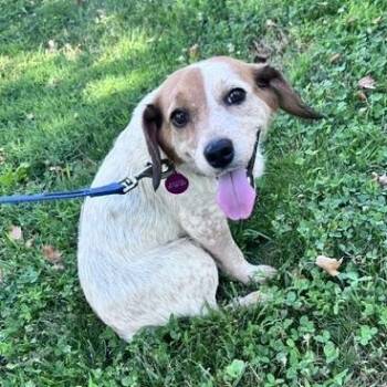 Mango -  Beagle and Cattle Dog Dog for Adoption in Brookeville, Maryland - Mango | PetCurious
