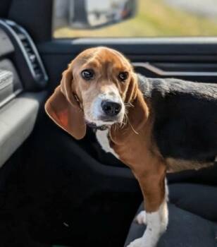 Rescue Beagle and Mixed Breed Dogs for Adoption in Batavia, Ohio - Ella | PetCurious