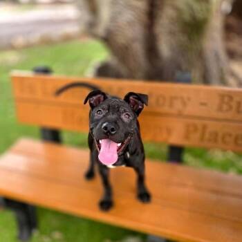 Addie -  Mixed Breed Dog for Adoption in Port Charlotte, Florida - Addie | PetCurious