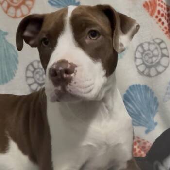 Zehre -  Mixed Breed Dog for Adoption in Riverwoods, Illinois - Zehre | PetCurious
