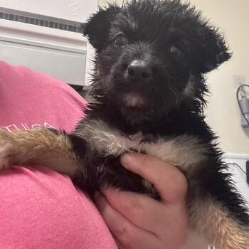 Mixed Breed Dogs Available for Adoption in Tulsa, Oklahoma - Jimmy Chew | PetCurious