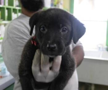 Bambi -  German Shepherd Dog and Mixed Breed Dog for Adoption in Picayune, Mississippi - Bambi | PetCurious