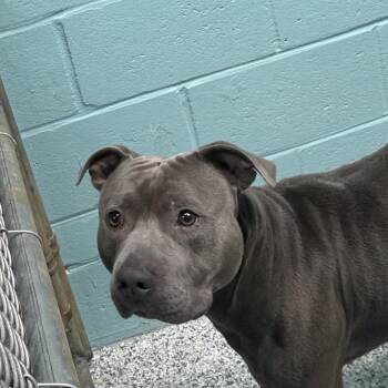 0880-D26 -  Mixed Breed Dog for Adoption in Port Charlotte, Florida - 0880-D26 | PetCurious