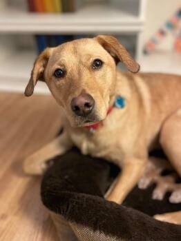 Labrador Retriever and Mixed Breed Dogs Available for Adoption - Peyton | PetCurious