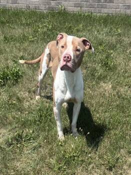 NIKO -  American Staffordshire Terrier and Mixed Breed Dog for Adoption in Kalamazoo, Michigan - NIKO | PetCurious