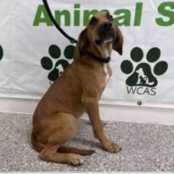 Bloodhound and Mixed Breed Dogs Available for Adoption in Pinellas Park, Florida - Watson | PetCurious