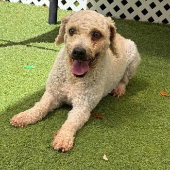 Suzy 8077 -  Poodle Dog for Adoption in Loxahatchee Groves, Florida - Suzy 8077 | PetCurious