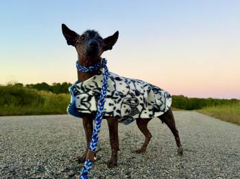 Manny - Windsor, VA -  Xoloitzcuintli Mexican Hairless Dog for Adoption in Lakewood Ranch, Florida - Manny - Windsor, VA | PetCurious