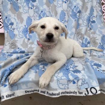 Labrador Retriever Dogs Available for Adoption in Tucson, Arizona - Cece | PetCurious