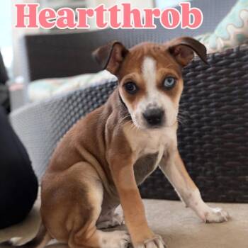 Mixed Breed Dogs Available for Adoption - Heartthrob | PetCurious