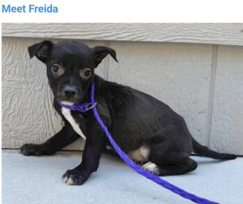 Freida -  Border Collie Dog for Adoption in Salt Lake City, Utah - Freida | PetCurious