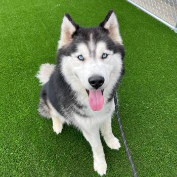 Jax -  Siberian Husky Dog for Adoption in Chicago, Illinois - Jax | PetCurious